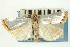  ( - CNCLEP00088241)  @11 [ ] CreativeCommons - Attribution Non-Commercial Share-Alike (2011) Jean-Francois Landry, CNC and Zhaofu Yang, BIO Canadian National Collections