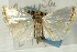  ( - CNCLEP00088242)  @11 [ ] CreativeCommons - Attribution Non-Commercial Share-Alike (2011) Jean-Francois Landry, CNC and Zhaofu Yang, BIO Canadian National Collections