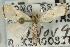  ( - CNCLEP00088245)  @13 [ ] CreativeCommons - Attribution Non-Commercial Share-Alike (2011) Jean-Francois Landry, CNC and Zhaofu Yang, BIO Canadian National Collections