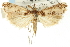  ( - CNCLEP00088251)  @15 [ ] CreativeCommons - Attribution Non-Commercial Share-Alike (2011) Jean-Francois Landry, CNC and Zhaofu Yang, BIO Canadian National Collections