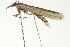  ( - CNCLEP00088261)  @11 [ ] CreativeCommons - Attribution Non-Commercial Share-Alike (2011) Jean-Francois Landry, CNC and Zhaofu Yang, BIO Canadian National Collections