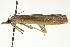  ( - CNCLEP00088263)  @12 [ ] CreativeCommons - Attribution Non-Commercial Share-Alike (2011) Jean-Francois Landry, CNC and Zhaofu Yang, BIO Canadian National Collections