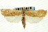  ( - CNCLEP00088264)  @11 [ ] CreativeCommons - Attribution Non-Commercial Share-Alike (2011) Jean-Francois Landry, CNC and Zhaofu Yang, BIO Canadian National Collections