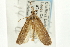  ( - CNCLEP00088265)  @12 [ ] CreativeCommons - Attribution Non-Commercial Share-Alike (2011) Jean-Francois Landry, CNC and Zhaofu Yang, BIO Canadian National Collections