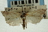  (Haimbachia nr. albescens - CNCLEP00088297)  @12 [ ] CreativeCommons - Attribution Non-Commercial Share-Alike (2011) Jean-Francois Landry, CNC and Zhaofu Yang, BIO Canadian National Collections