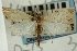  (Haimbachia nr. diminutalis - CNCLEP00088298)  @13 [ ] CreativeCommons - Attribution Non-Commercial Share-Alike (2011) Jean-Francois Landry, CNC and Zhaofu Yang, BIO Canadian National Collections