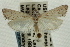  (Eoreuma callista - CNCLEP00088311)  @13 [ ] CreativeCommons - Attribution Non-Commercial Share-Alike (2011) Jean-Francois Landry, CNC and Zhaofu Yang, BIO Canadian National Collections