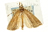  (Epina alleni - CNCLEP00088321)  @13 [ ] CreativeCommons - Attribution Non-Commercial Share-Alike (2011) Jean-Francois Landry, CNC and Zhaofu Yang, BIO Canadian National Collections