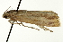  ( - CNCLEP00088327)  @12 [ ] CreativeCommons - Attribution Non-Commercial Share-Alike (2011) Jean-Francois Landry, CNC and Zhaofu Yang, BIO Canadian National Collections
