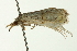  (Chilo chiriquitensis - CNCLEP00088332)  @13 [ ] CreativeCommons - Attribution Non-Commercial Share-Alike (2011) Jean-Francois Landry, CNC and Zhaofu Yang, BIO Canadian National Collections