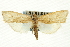  ( - CNCLEP00088335)  @13 [ ] CreativeCommons - Attribution Non-Commercial Share-Alike (2011) Jean-Francois Landry, CNC and Zhaofu Yang, BIO Canadian National Collections