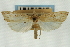  ( - CNCLEP00088336)  @11 [ ] CreativeCommons - Attribution Non-Commercial Share-Alike (2011) Jean-Francois Landry, CNC and Zhaofu Yang, BIO Canadian National Collections