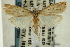  (Diatraea lisetta - CNCLEP00088348)  @14 [ ] CreativeCommons - Attribution Non-Commercial Share-Alike (2011) Jean-Francois Landry, CNC and Zhaofu Yang, BIO Canadian National Collections