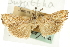  (Prionapteryx santella - CNCLEP00088359)  @12 [ ] CreativeCommons - Attribution Non-Commercial Share-Alike (2011) Jean-Francois Landry, CNC and Zhaofu Yang, BIO Canadian National Collections
