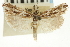  ( - CNCLEP00088366)  @11 [ ] CreativeCommons - Attribution Non-Commercial Share-Alike (2011) Jean-Francois Landry, CNC and Zhaofu Yang, BIO Canadian National Collections