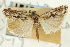  ( - CNCLEP00088368)  @11 [ ] CreativeCommons - Attribution Non-Commercial Share-Alike (2011) Jean-Francois Landry, CNC and Zhaofu Yang, BIO Canadian National Collections