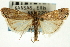  ( - CNCLEP00088389)  @14 [ ] CreativeCommons - Attribution Non-Commercial Share-Alike (2011) Jean-Francois Landry, CNC and Zhaofu Yang, BIO Canadian National Collections