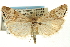 (Euchromius californicalis - CNCLEP00088392)  @14 [ ] CreativeCommons - Attribution Non-Commercial Share-Alike (2011) Jean-Francois Landry, CNC and Zhaofu Yang, BIO Canadian National Collections