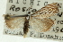  ( - CNCLEP00088396)  @11 [ ] CreativeCommons - Attribution Non-Commercial Share-Alike (2011) Jean-Francois Landry, CNC and Zhaofu Yang, BIO Canadian National Collections
