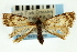  ( - CNCLEP00088402)  @12 [ ] CreativeCommons - Attribution Non-Commercial Share-Alike (2011) Jean-Francois Landry, CNC and Zhaofu Yang, BIO Canadian National Collections