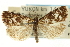  (Catoptria maculalis - CNCLEP00088403)  @15 [ ] CreativeCommons - Attribution Non-Commercial Share-Alike (2011) Jean-Francois Landry, CNC and Zhaofu Yang, BIO Canadian National Collections