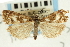  ( - CNCLEP00088404)  @11 [ ] CreativeCommons - Attribution Non-Commercial Share-Alike (2011) Jean-Francois Landry, CNC and Zhaofu Yang, BIO Canadian National Collections