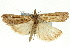  (Thaumatopsis pexellus coloradella CS - CNCLEP00088419)  @12 [ ] CreativeCommons - Attribution Non-Commercial Share-Alike (2011) Jean-Francois Landry, CNC and Zhaofu Yang, BIO Canadian National Collections