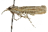  (Thaumatopsis pexellus - CNCLEP00088420)  @14 [ ] CreativeCommons - Attribution Non-Commercial Share-Alike (2011) Jean-Francois Landry, CNC and Zhaofu Yang, BIO Canadian National Collections
