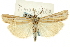  (Thaumatopsis magnificus - CNCLEP00088423)  @13 [ ] CreativeCommons - Attribution Non-Commercial Share-Alike (2011) Jean-Francois Landry, CNC and Zhaofu Yang, BIO Canadian National Collections