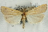  (Thaumatopsis atomosella - CNCLEP00088427)  @11 [ ] CreativeCommons - Attribution Non-Commercial Share-Alike (2011) Jean-Francois Landry, CNC and Zhaofu Yang, BIO Canadian National Collections