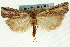  ( - CNCLEP00088432)  @11 [ ] CreativeCommons - Attribution Non-Commercial Share-Alike (2011) Jean-Francois Landry, CNC and Zhaofu Yang, BIO Canadian National Collections