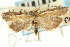  (Thaumatopsis actuellus - CNCLEP00088438)  @12 [ ] CreativeCommons - Attribution Non-Commercial Share-Alike (2011) Jean-Francois Landry, CNC and Zhaofu Yang, BIO Canadian National Collections