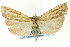  ( - CNCLEP00088443)  @14 [ ] CreativeCommons - Attribution Non-Commercial Share-Alike (2011) Jean-Francois Landry, CNC and Zhaofu Yang, BIO Canadian National Collections