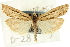  ( - CNCLEP00088444)  @11 [ ] CreativeCommons - Attribution Non-Commercial Share-Alike (2011) Jean-Francois Landry, CNC and Zhaofu Yang, BIO Canadian National Collections