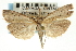  ( - CNCLEP00088467)  @13 [ ] CreativeCommons - Attribution Non-Commercial Share-Alike (2011) Jean-Francois Landry, CNC and Zhaofu Yang, BIO Canadian National Collections