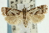  ( - CNCLEP00088479)  @14 [ ] CreativeCommons - Attribution Non-Commercial Share-Alike (2011) Jean-Francois Landry, CNC and Zhaofu Yang, BIO Canadian National Collections