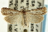  (Microcrambus kimballi - CNCLEP00088490)  @15 [ ] CreativeCommons - Attribution Non-Commercial Share-Alike (2011) Jean-Francois Landry, CNC and Zhaofu Yang, BIO Canadian National Collections