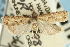  (Microcrambus discludellus - CNCLEP00088491)  @14 [ ] CreativeCommons - Attribution Non-Commercial Share-Alike (2011) Jean-Francois Landry, CNC and Zhaofu Yang, BIO Canadian National Collections
