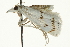  ( - CNCLEP00088522)  @12 [ ] CreativeCommons - Attribution Non-Commercial Share-Alike (2011) Jean-Francois Landry, CNC and Zhaofu Yang, BIO Canadian National Collections