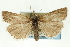  ( - CNCLEP00088533)  @13 [ ] CreativeCommons - Attribution Non-Commercial Share-Alike (2011) Jean-Francois Landry, CNC and Zhaofu Yang, BIO Canadian National Collections