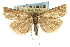  (Pediasia browerellus - CNCLEP00088534)  @14 [ ] CreativeCommons - Attribution Non-Commercial Share-Alike (2011) Jean-Francois Landry, CNC and Zhaofu Yang, BIO Canadian National Collections