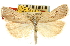  ( - CNCLEP00088555)  @15 [ ] CreativeCommons - Attribution Non-Commercial Share-Alike (2011) Jean-Francois Landry, CNC and Zhaofu Yang, BIO Canadian National Collections