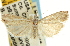  ( - CNCLEP00088559)  @12 [ ] CreativeCommons - Attribution Non-Commercial Share-Alike (2011) Jean-Francois Landry, CNC and Zhaofu Yang, BIO Canadian National Collections