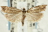  ( - CNCLEP00088566)  @11 [ ] CreativeCommons - Attribution Non-Commercial Share-Alike (2011) Jean-Francois Landry, CNC and Zhaofu Yang, BIO Canadian National Collections
