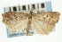  ( - CNCLEP00088573)  @11 [ ] CreativeCommons - Attribution Non-Commercial Share-Alike (2011) Jean-Francois Landry, CNC and Zhaofu Yang, BIO Canadian National Collections