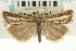  ( - CNCLEP00088584)  @11 [ ] CreativeCommons - Attribution Non-Commercial Share-Alike (2011) Jean-Francois Landry, CNC and Zhaofu Yang, BIO Canadian National Collections
