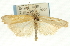  ( - CNCLEP00088610)  @13 [ ] CreativeCommons - Attribution Non-Commercial Share-Alike (2011) Jean-Francois Landry, CNC and Zhaofu Yang, BIO Canadian National Collections