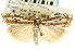  (Crambus alienellus - CNCLEP00088626)  @11 [ ] CreativeCommons - Attribution Non-Commercial Share-Alike (2011) Jean-Francois Landry, CNC and Zhaofu Yang, BIO Canadian National Collections