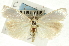  (Crambus perlella - CNCLEP00088634)  @15 [ ] CreativeCommons - Attribution Non-Commercial Share-Alike (2011) Jean-Francois Landry, CNC and Zhaofu Yang, BIO Canadian National Collections