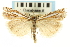  (Crambus whitmerellus - CNCLEP00088642)  @16 [ ] CreativeCommons - Attribution Non-Commercial Share-Alike (2011) Jean-Francois Landry, CNC and Zhaofu Yang, BIO Canadian National Collections